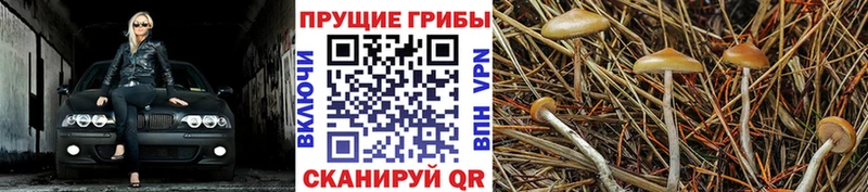 Купить закладки Казань Галлюциногенные грибы мухоморы